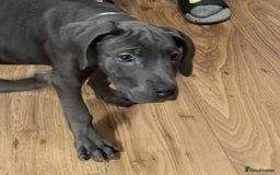 Cane Corso dogs for sale: Cane corso puppies - Advert 5