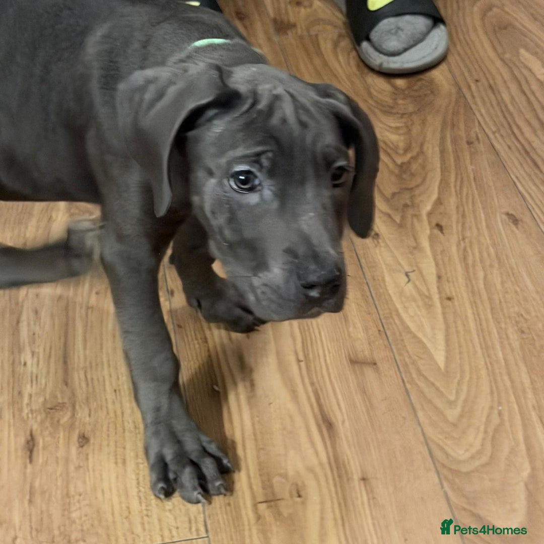 Cane Corso dogs for sale: Cane corso puppies - Advert 5