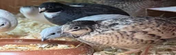 Quail poultry for sale: Chinese painted Quail hatching eggs - Advert 4
