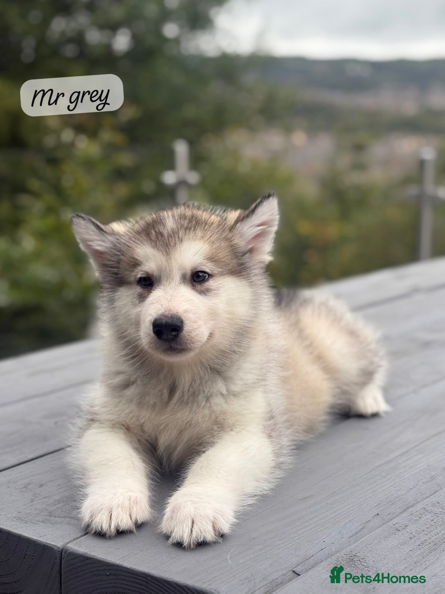 Alaskan Malamute dogs Champion Line KC Reg Alaskan Malamute Puppes    - Advert 1