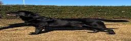Labrador Retriever dogs for stud: Champion sired health tested Labrador stud proven - Advert 1