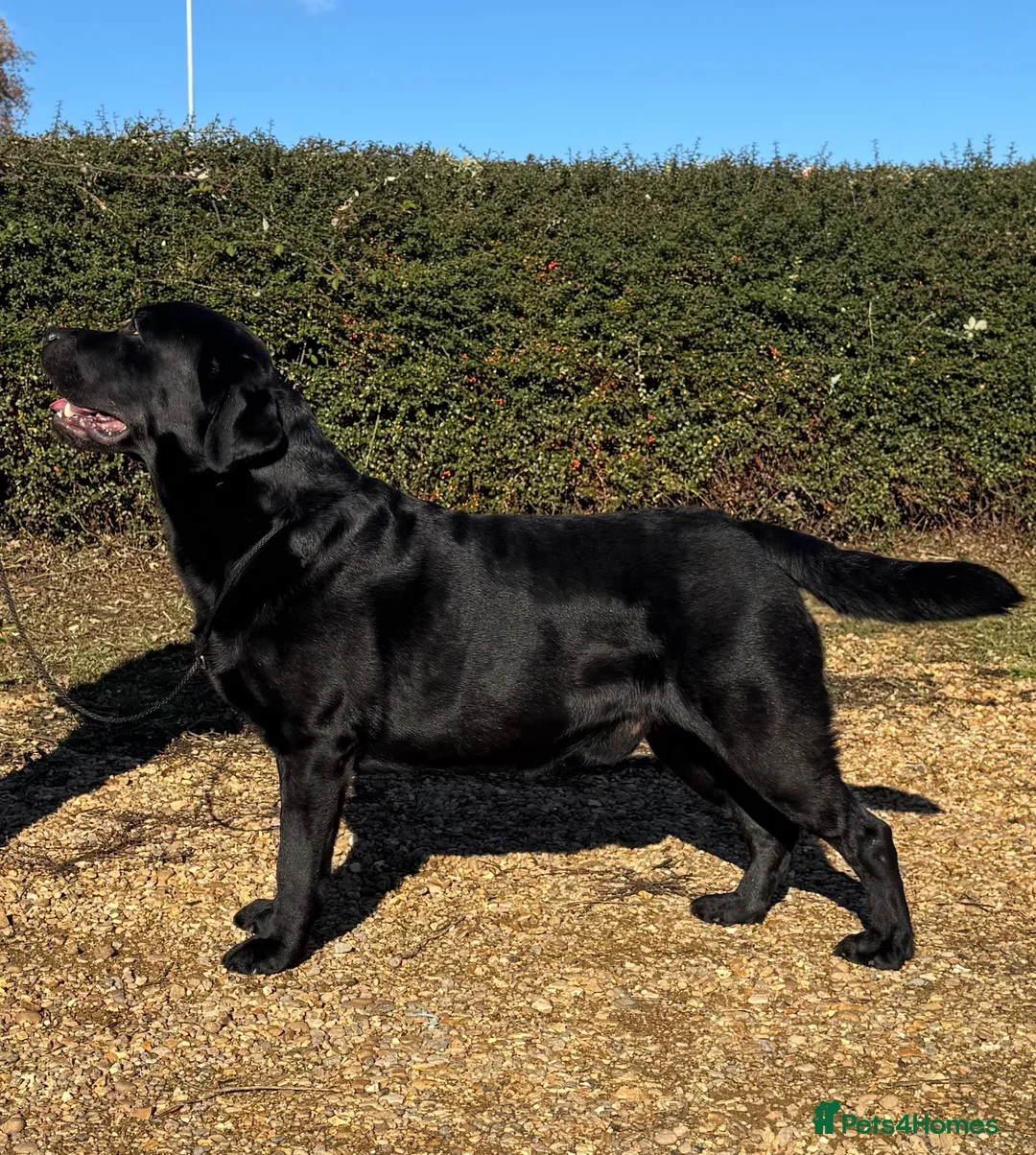 Labrador Retriever dogs for stud: Champion sired health tested Labrador stud proven - Advert 1