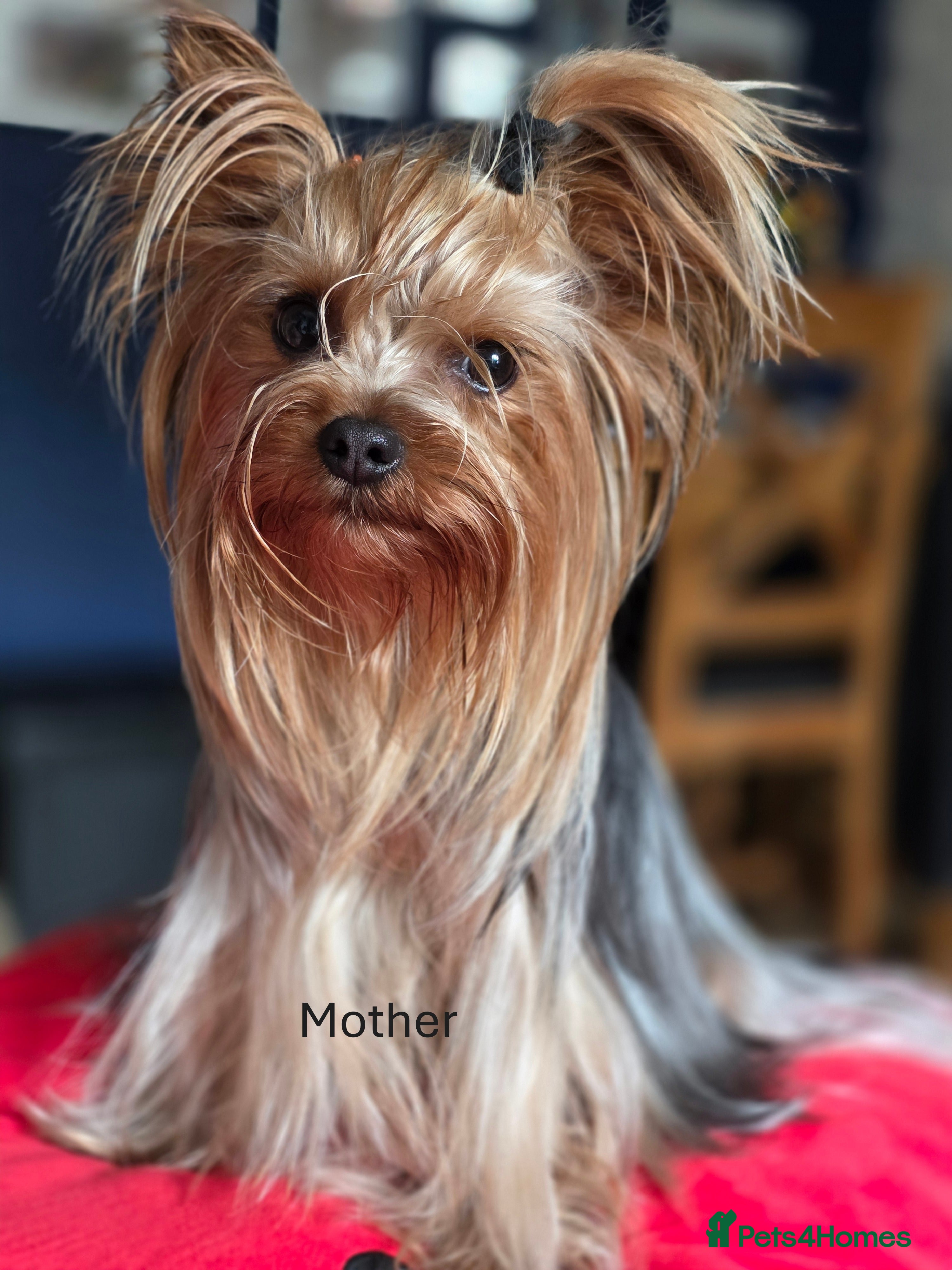 Yorkshire Terrier dogs Yorkshire terriers puppies - Advert 17