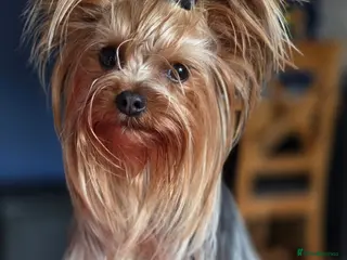 Yorkshire Terrier dogs Yorkshire terriers puppies - Advert 17