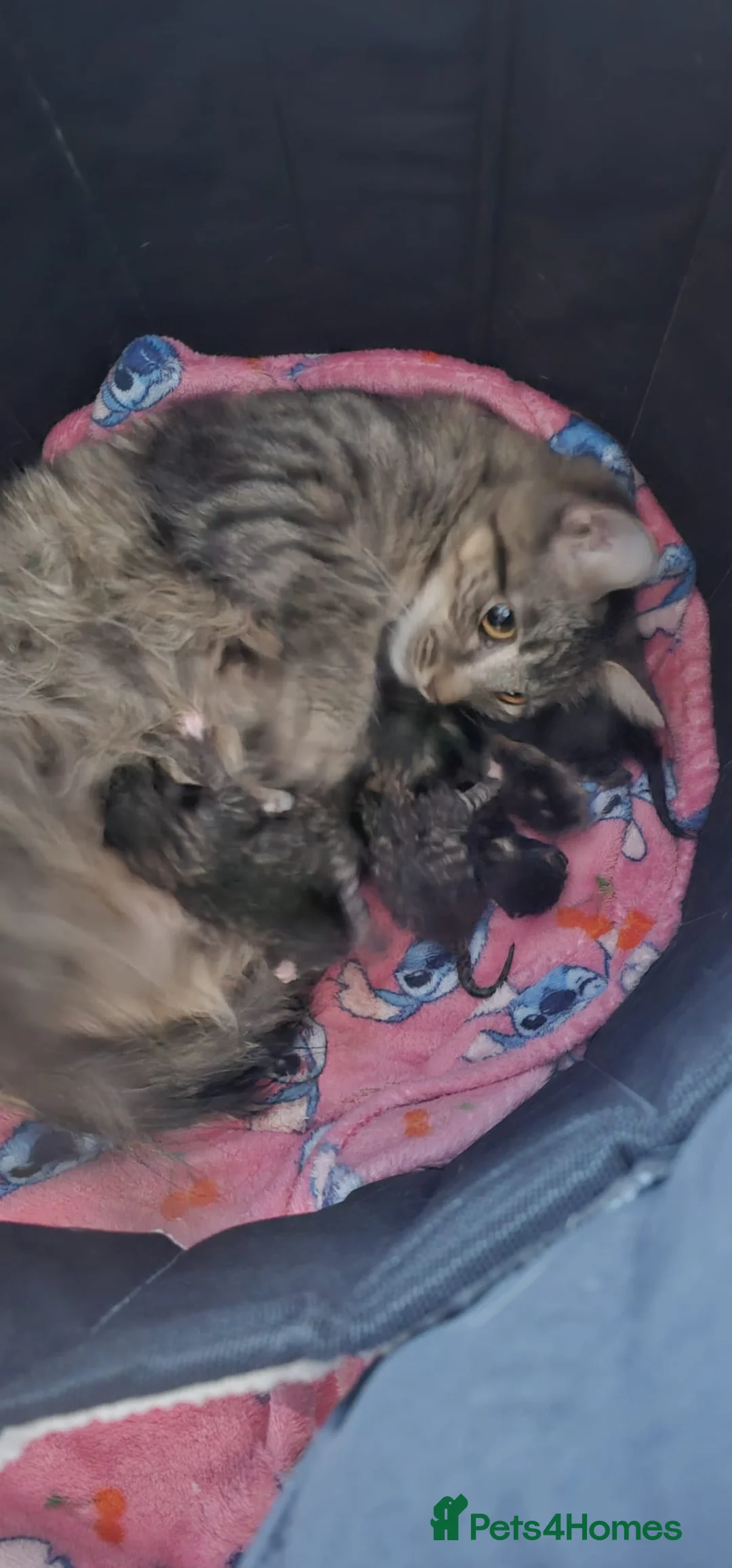Mixed Breed cats for sale: Four Tabby Boys Available  - Advert 2