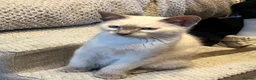 Oriental cats for sale: 9 STUNNING KITTENS - PLEASE READ DESCRIPTION!! - Advert 6