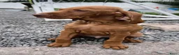 Hungarian Vizsla dogs for sale: Hungarian Vizsla Puppies – Rich Geltwood Heritage - Advert 3