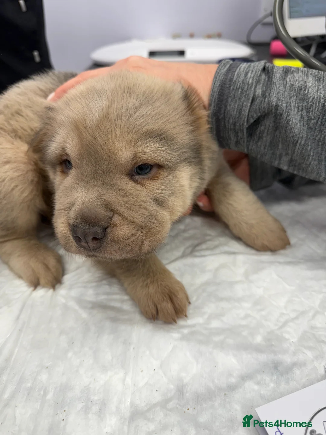 Shar Pei dogs for sale: Tan point bear and brush coat puppies - Advert 16