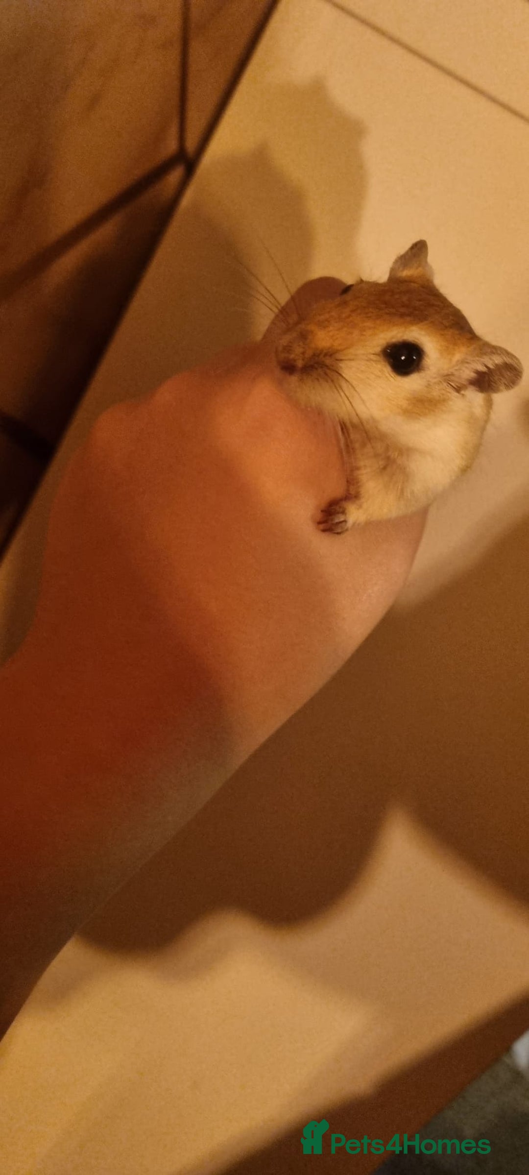 Gerbil rodents for sale: 2 gerbils - Advert 3