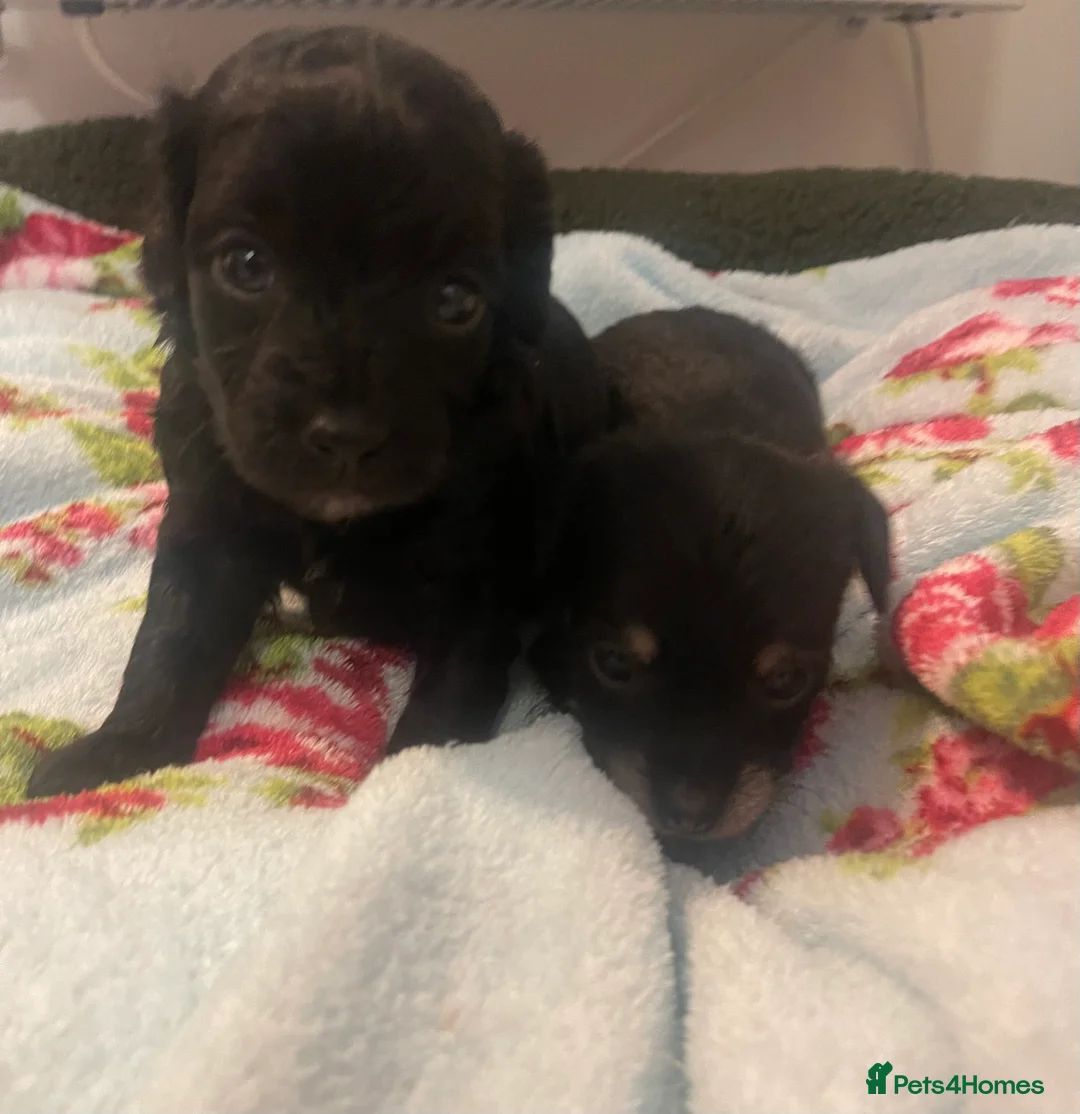 Jackapoo dogs for sale: Quality Jack Russel Puppies for sale 💌 - Advert 12