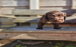 Sprocker dogs for sale: Litter of 6 chocolate/ white Sprocker Spaniels - Image 5