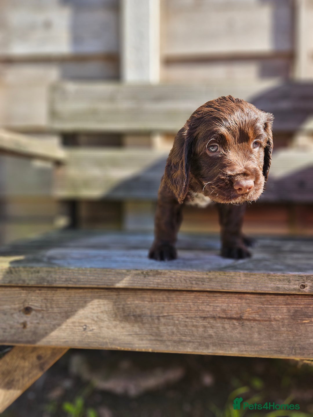 Sprocker dogs for sale: Litter of 6 chocolate/ white Sprocker Spaniels - Image 5