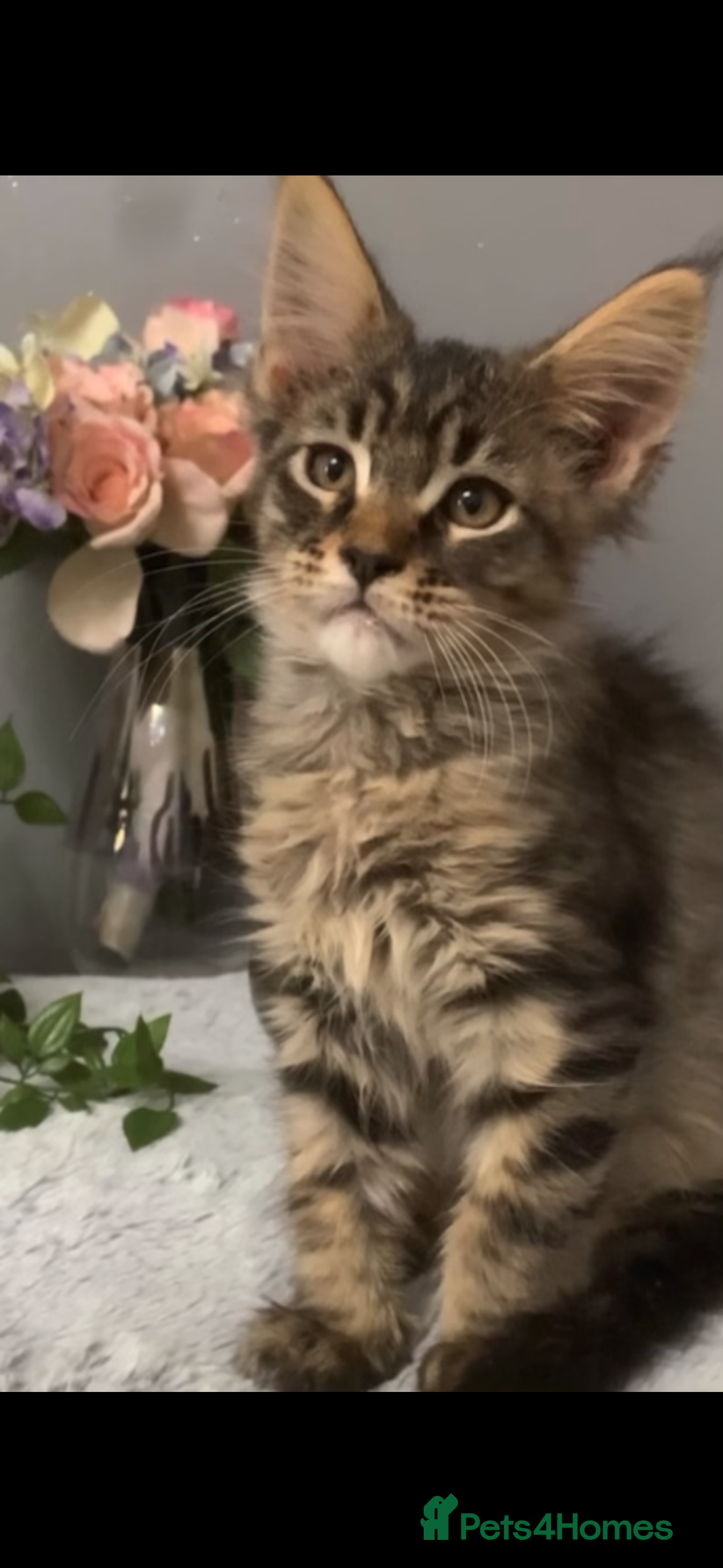 Maine Coon cats for sale: Maine coon kittens TICA registered  - Image 23