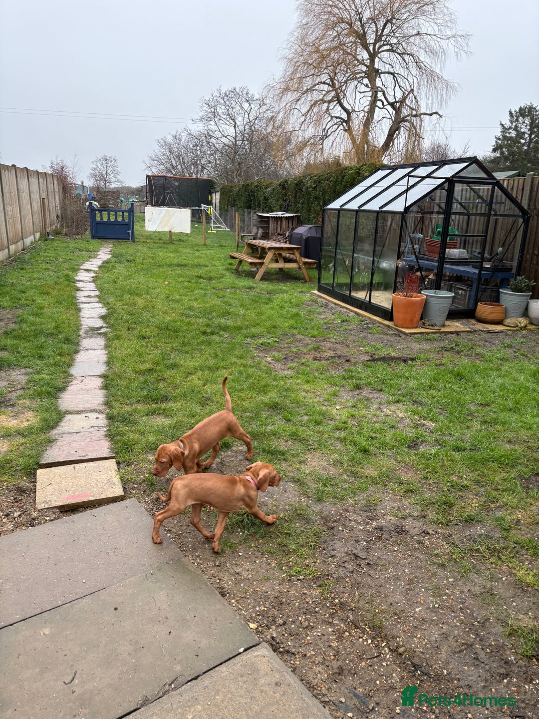 Hungarian Vizsla dogs for sale: 9 week old adorable Hungarian Vizsla Girl - Advert 8