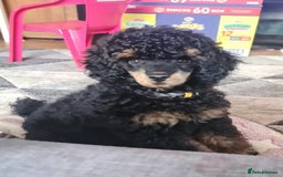 Toy Poodle dogs for stud: PRA Clear,Kc reg,proven toy poodle in Manchester - Image 24