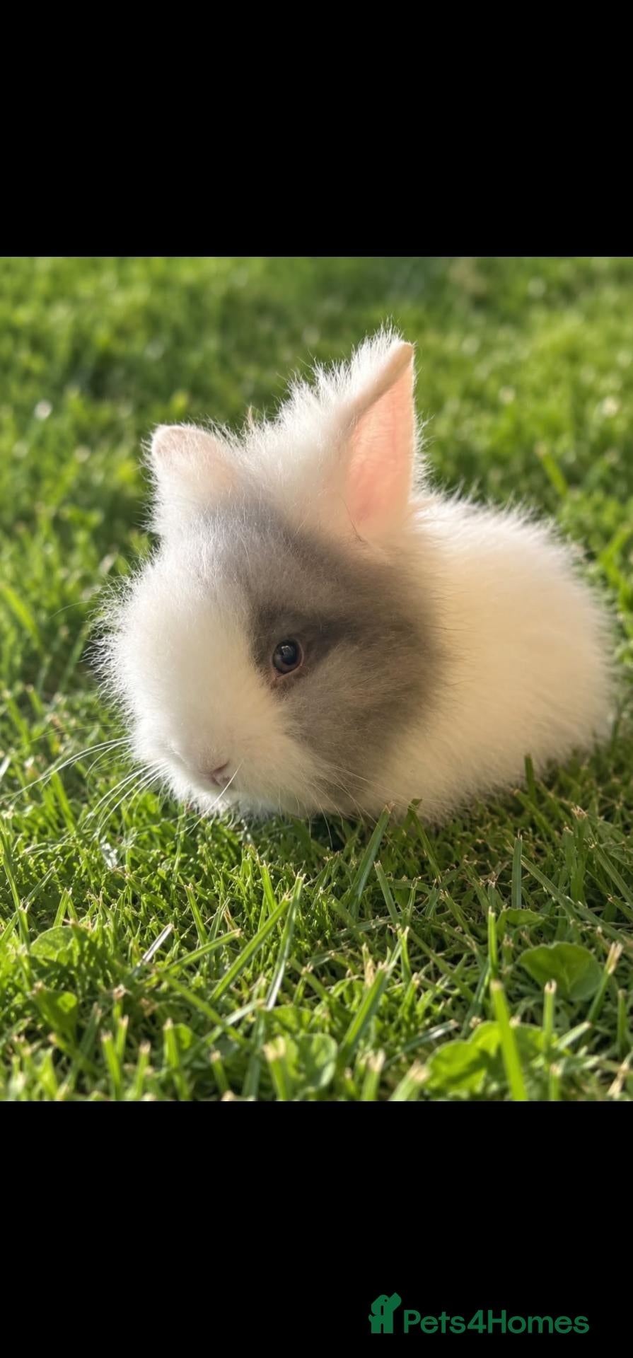 Lionhead rabbits Double Mane Choc & White Lionhead Doe - Advert 5