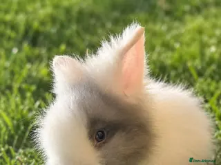 Lionhead rabbits Double Mane Choc & White Lionhead Doe - Advert 5
