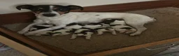 Jack Russell dogs for sale: Jack Russell puppies  - Advert 4
