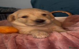 Golden Retriever dogs for sale: Gorgeous Golden Retriever Puppies - Image 6