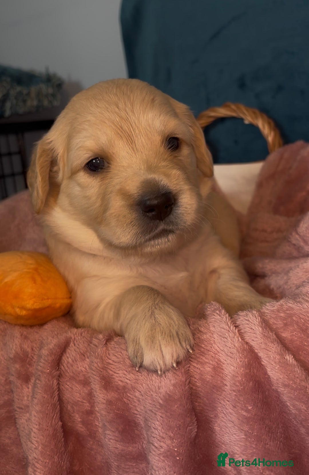 Golden Retriever dogs for sale: Gorgeous Golden Retriever Puppies - Image 6