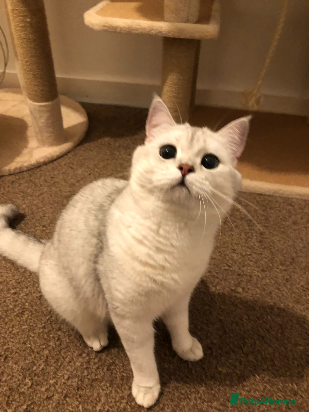 British Shorthair cats for sale: GCCF registered  - Advert 2