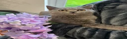 British Shorthair cats for sale: Beautiful British Short Hair kittens - Advert 13