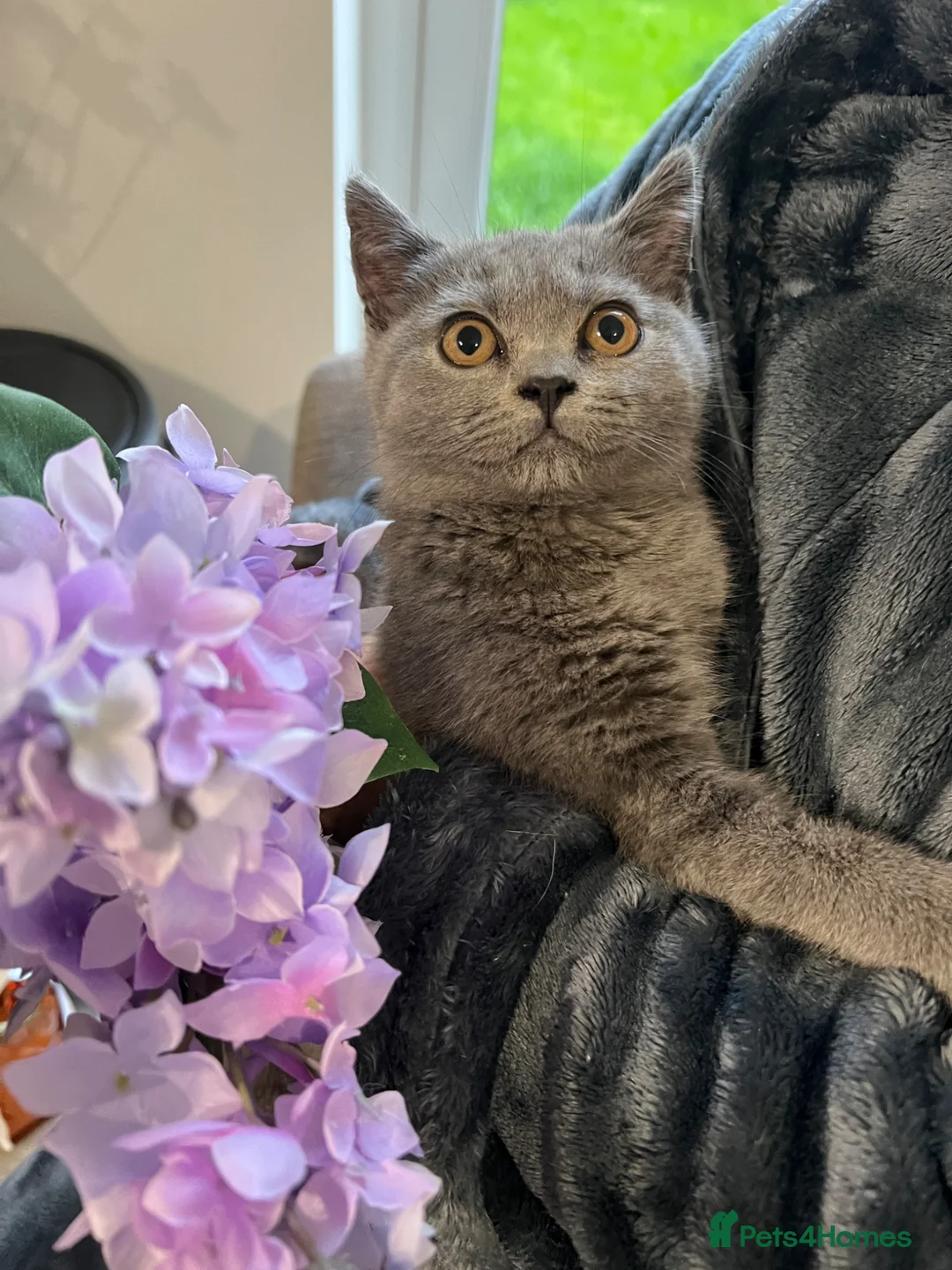 British Shorthair cats for sale: Beautiful British Short Hair kittens - Advert 13