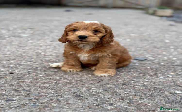 Cockapoo dogs - Advert 18