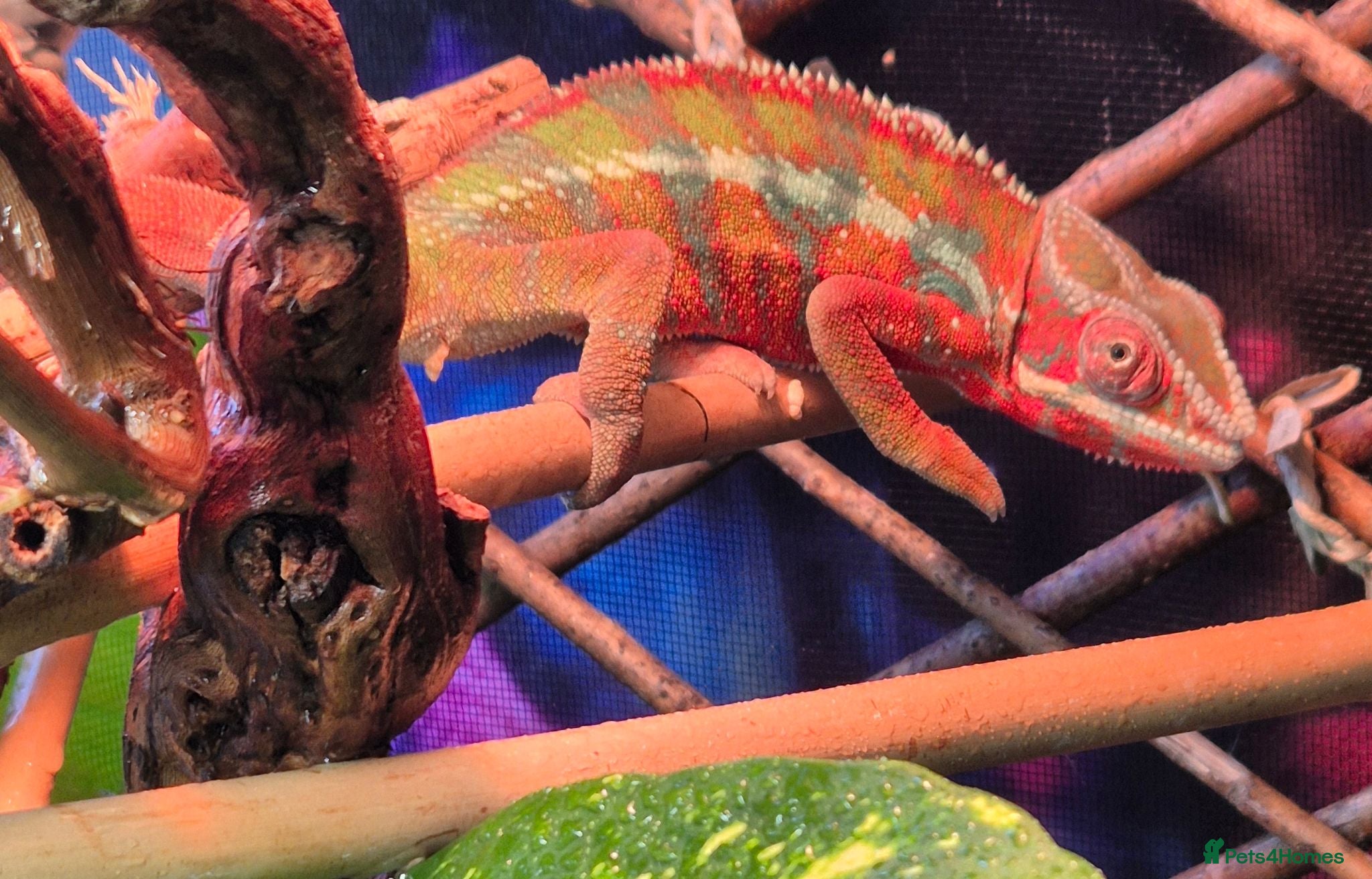Chameleon reptiles Panther chameleons for sale.  - Advert 1