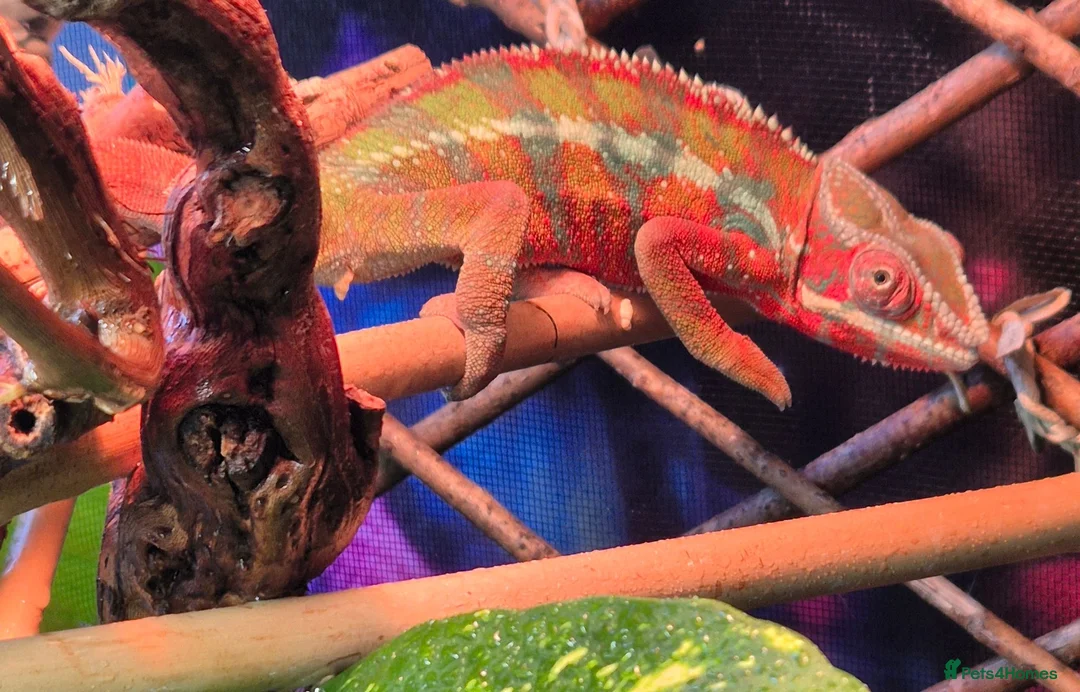 Chameleon reptiles for sale: Panther chameleons for sale.  - Advert 1