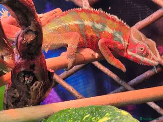 Chameleon reptiles Panther chameleon for sale. - Advert 16