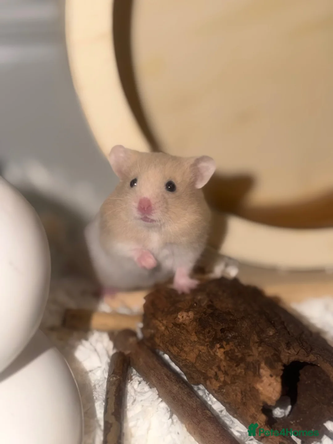 Hamster rodents for sale: Female Syrian 6 weeks in Clacton-on-Sea - Advert 2
