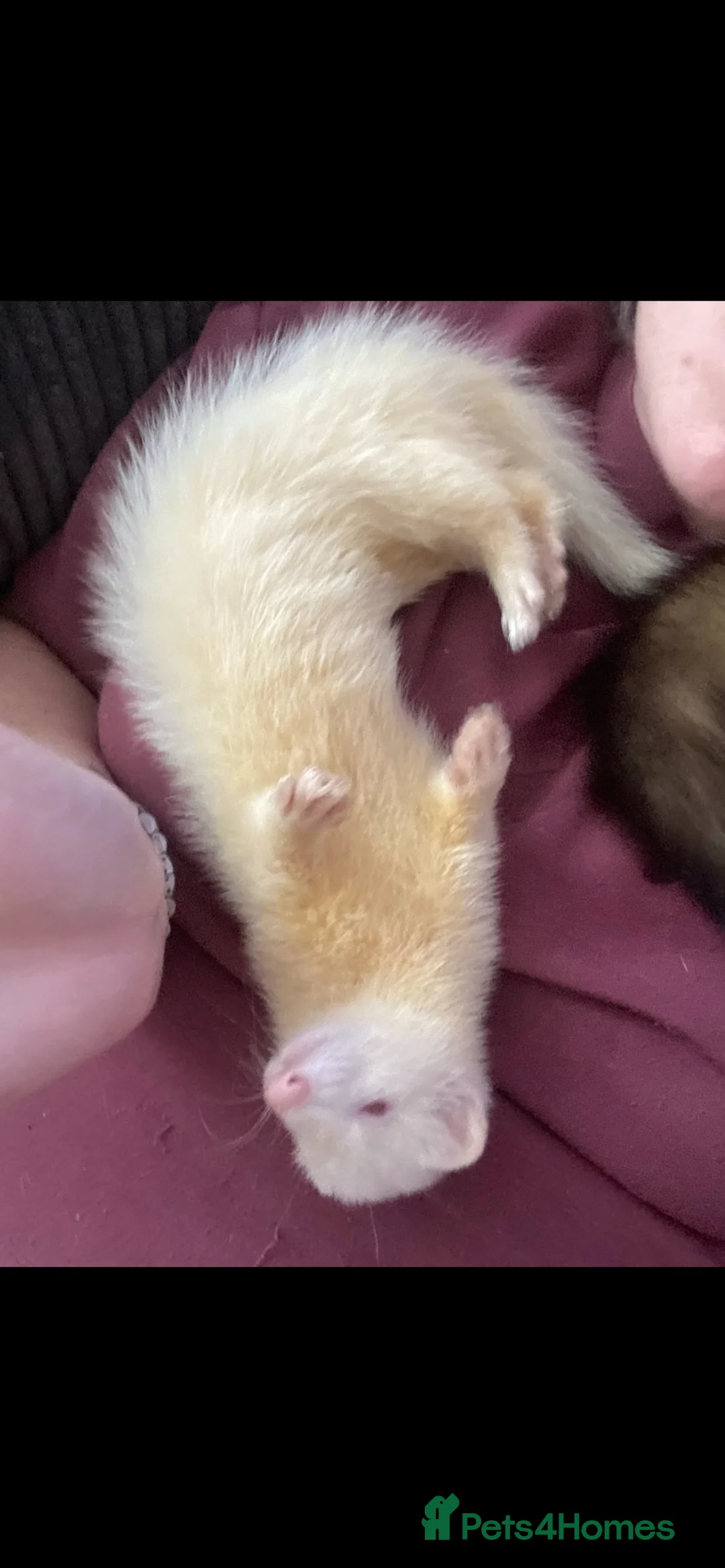 Ferret rodents for sale: Jill ferrets  in Bootle - Advert 2