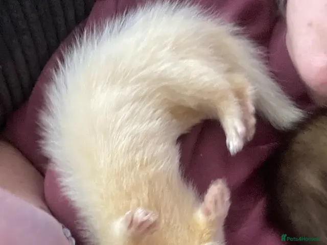Ferret rodents for sale: Jill ferrets - Advert 2