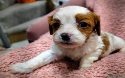 Cavapoo dogs for sale: Amazing quality cavapo litter  - Advert 14