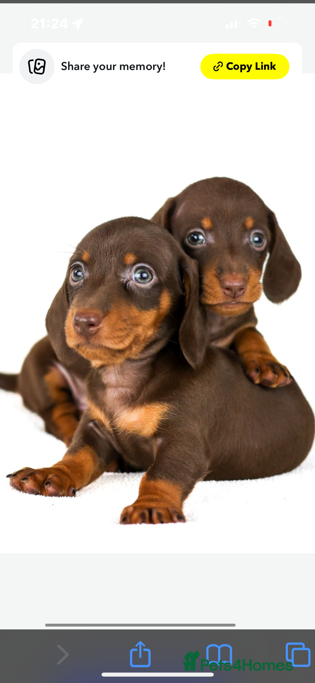 Dachshund dogs for sale: puppys - Image 3
