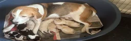Beagle dogs for sale: BEAUTIFUL RKC PUPPIES FROM RENOWNED TOP BREEDER  - Advert 10