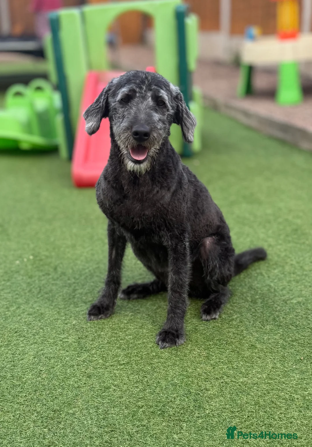 Labradoodle dogs for sale: Beautiful family dog, labradoodle  in Kidderminster - Advert 9