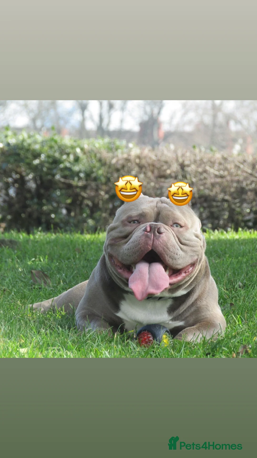 American Bully dogs for stud: Micro exotic open for stud  in Wirral - Advert 1