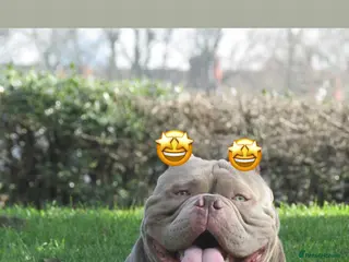 American Bully dogs Micro exotic open for stud in Wirral - Advert 3