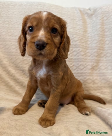 Cocker Spaniel dogs - Advert 1