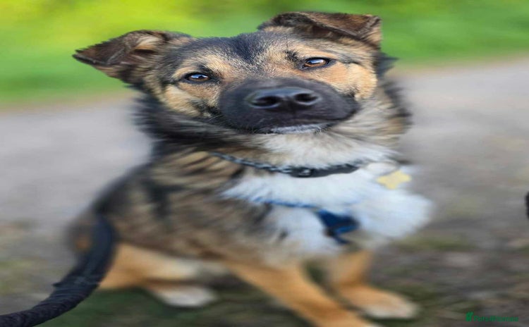 Mixed Breed dogs - Advert 3