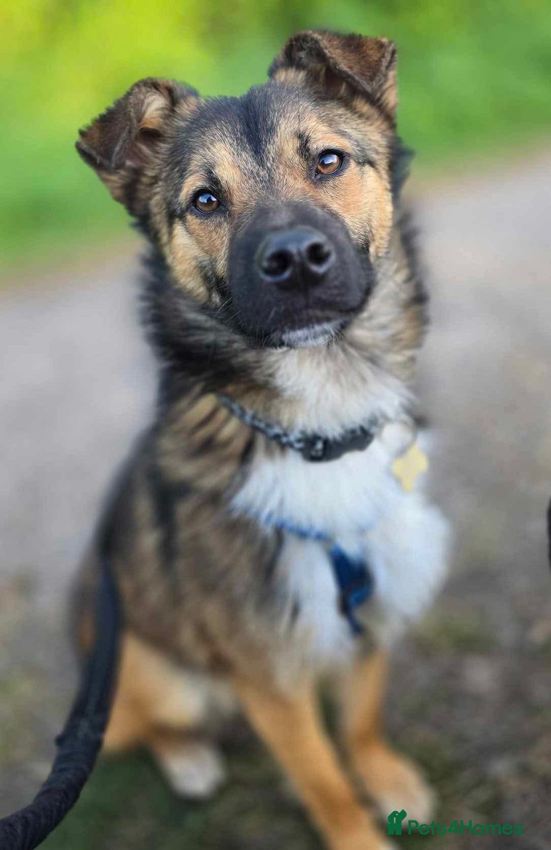 Mixed Breed dogs for adoption: Loki seeks forever home  - Image 1