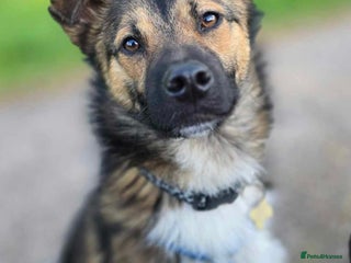 Mixed Breed dogs - Advert 35