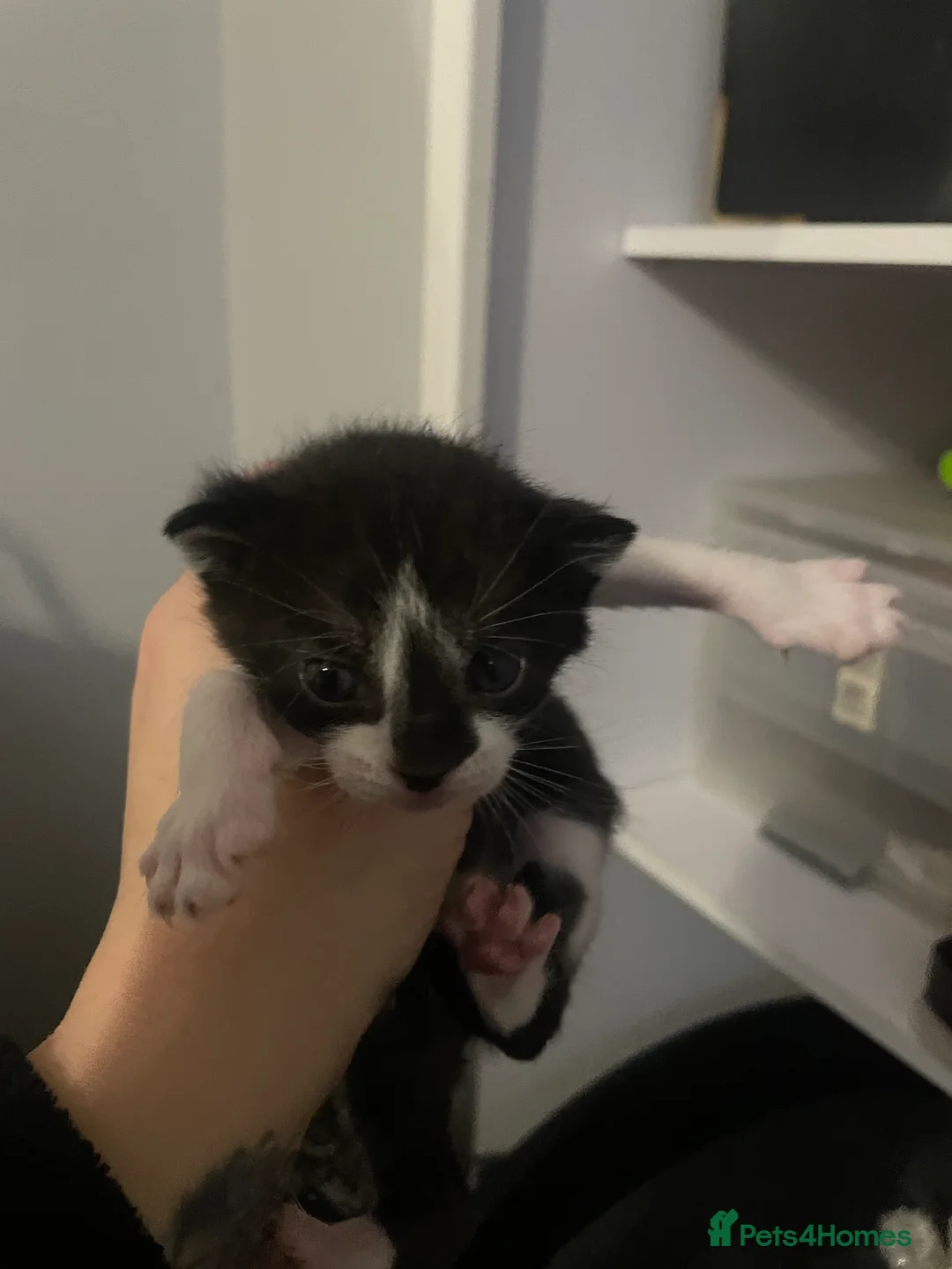 Mixed Breed cats for sale: 6 adorable kittens  - Advert 2