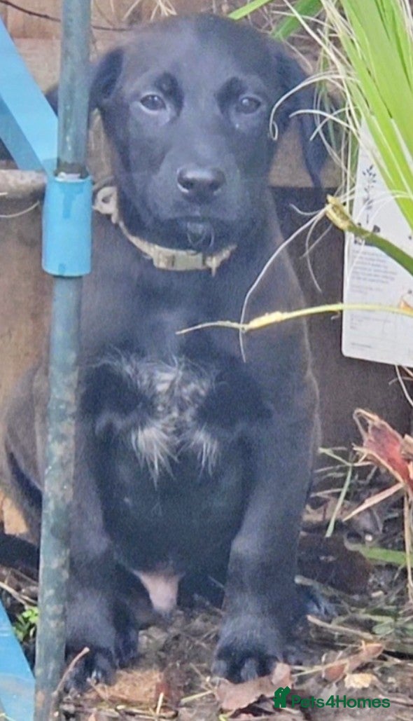 Mixed Breed dogs Ready now dutch shepherd X pointer puppies  - Advert 3