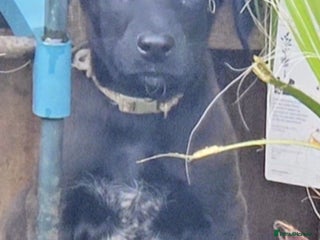 Mixed Breed dogs Ready now dutch shepherd X pointer puppies - Advert 3