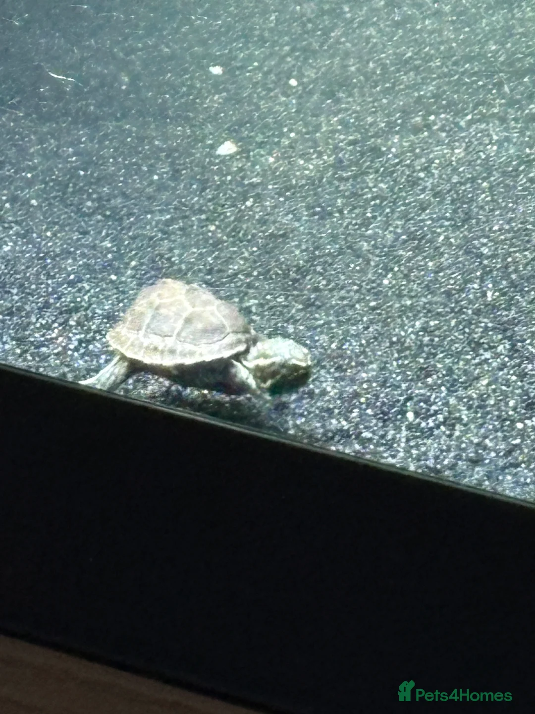 Turtle reptiles for sale: 3 baby musk turtles with set up - Advert 4