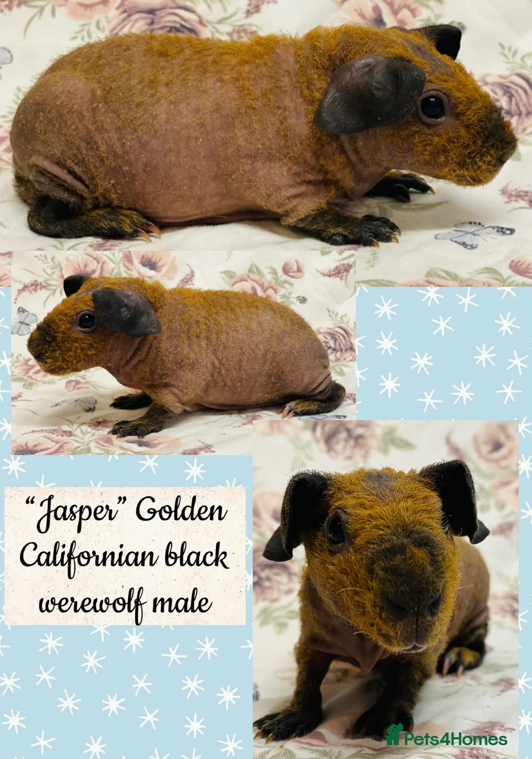 Guinea Pig rodents for sale: Stunning pedigree skinny pig and werewolf brothers - Advert 11