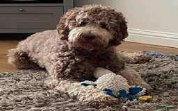 Labradoodle dogs for sale: F4b Standard Labradoodles (Fully Health Tested) - Image 10